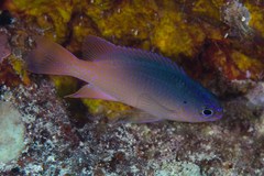 Chrysiptera caesifrons