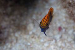 Pomacentrus bankanensis