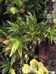 Orthotrichum diaphanum