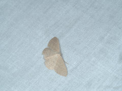 Scopula lechrioloma
