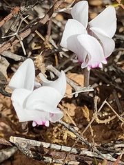Cyclamen graecum