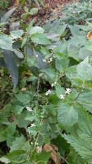 Solanum dulcamara