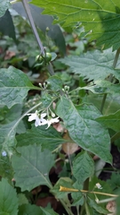 Solanum dulcamara