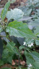Solanum dulcamara