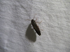 Serropalpus barbatus