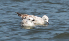Larus argentatus