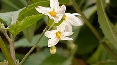 Solanum dulcamara