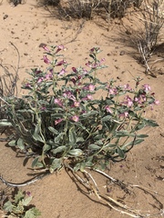 Penstemon albomarginatus