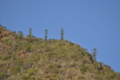 Araucaria scopulorum