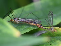 Nephrotoma flavipalpis