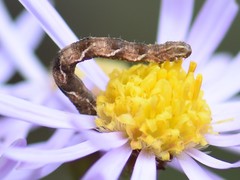 Eupithecia virgaureata