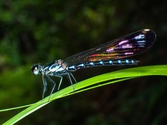Heliocypha perforata