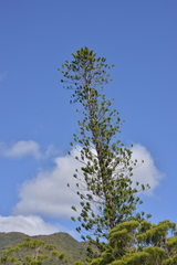 Araucaria scopulorum