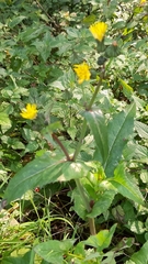Sonchus oleraceus