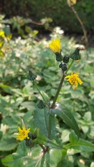Sonchus oleraceus