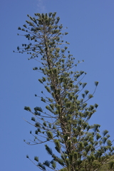 Araucaria scopulorum