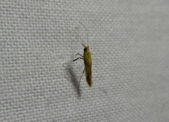 Caloptilia azaleella