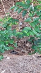 Leiolepis belliana