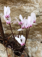 Cyclamen graecum mindleri