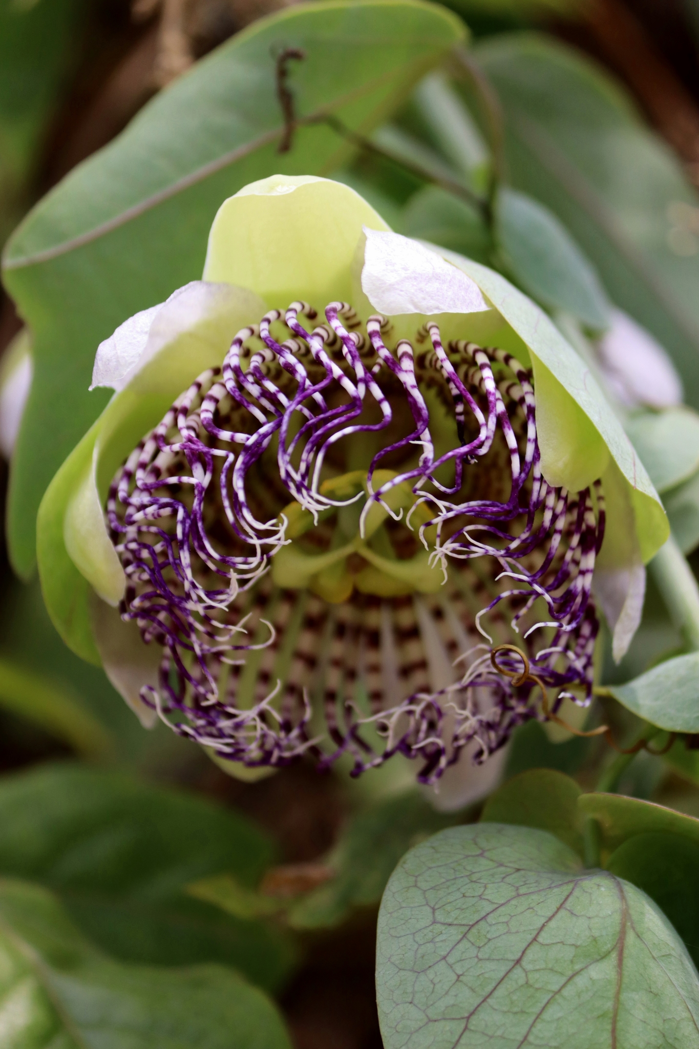 Passiflora sidifolia