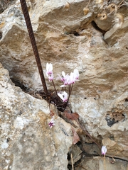 Cyclamen graecum mindleri