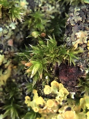 Orthotrichum diaphanum