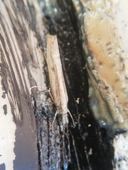 Agriphila trabeatellus