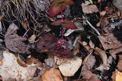 Hylotelephium ussuriense