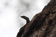 Varanus scalaris