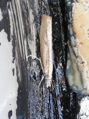 Agriphila trabeatellus