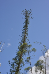 Araucaria scopulorum
