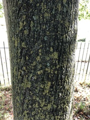 Orthotrichum diaphanum