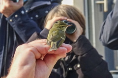 Phylloscopus plumbeitarsus