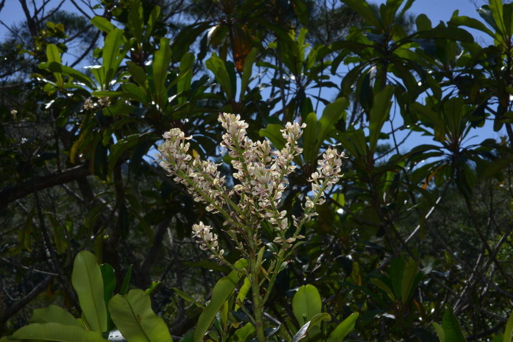 Cerberiopsis neriifolia