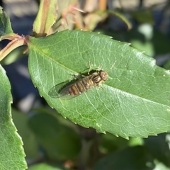 Episyrphus balteatus