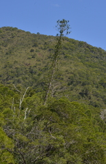 Araucaria scopulorum