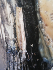 Agriphila trabeatellus