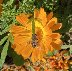 Eristalis tenax