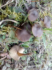 Entoloma vernum