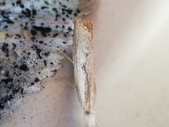 Agriphila trabeatellus