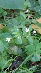 Stellaria aquatica