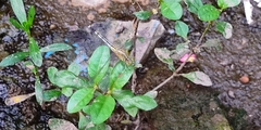 Diplacodes trivialis