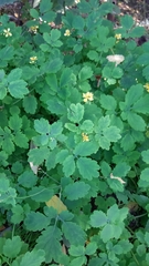 Chelidonium majus