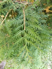 Thuja occidentalis
