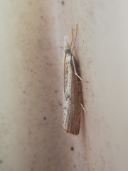 Agriphila trabeatellus