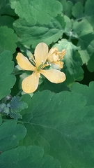 Chelidonium majus