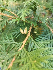Thuja occidentalis