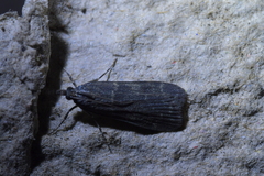 Eudonia cataxesta