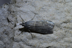 Eudonia cataxesta