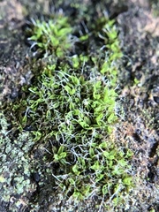 Tortula muralis muralis